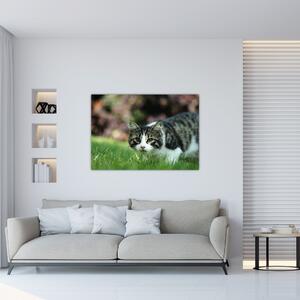 Obraz mačky (Obraz 60x40cm)