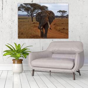 Obraz slona (Obraz 60x40cm)