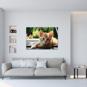 Obraz mačiatka (Obraz 60x40cm)