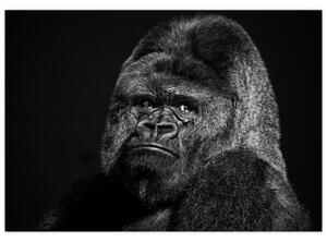 Obraz opice (Obraz 60x40cm)