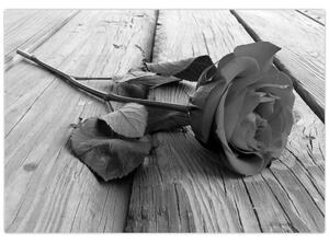 Obraz čiernobiele ruže (Obraz 60x40cm)