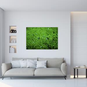 Detail trávy - obraz (Obraz 60x40cm)