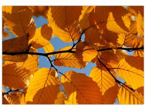 Jesenné lístie - obraz (Obraz 60x40cm)