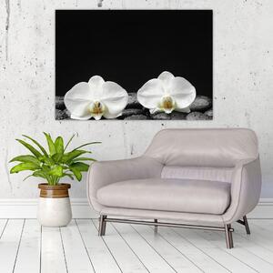 Orchidey - obraz (Obraz 60x40cm)