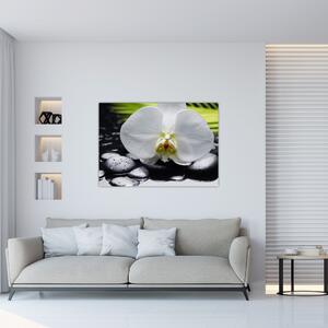 Kvet orchidey - obraz na stenu (Obraz 60x40cm)