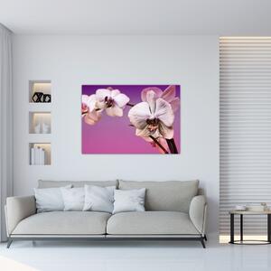 Moderné obrazy - orchidea (Obraz 60x40cm)