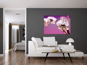 Moderné obrazy - orchidea (Obraz 60x40cm)