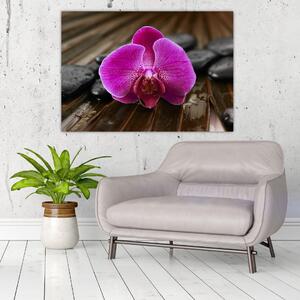 Obraz orchidey (Obraz 60x40cm)
