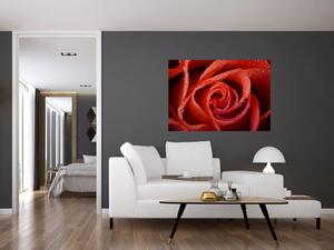 Obraz ruže (Obraz 60x40cm)