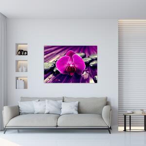 Obraz orchidey (Obraz 60x40cm)