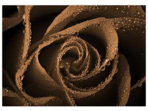 Detail ruže - obraz (Obraz 60x40cm)