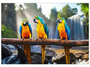 Obraz - papagáje (Obraz 60x40cm)