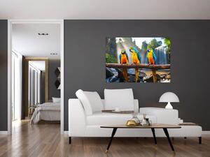 Obraz - papagáje (Obraz 60x40cm)