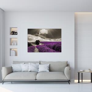 Obraz levanduľového pole (Obraz 60x40cm)