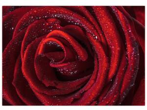 Detail ruže, obraz (Obraz 60x40cm)