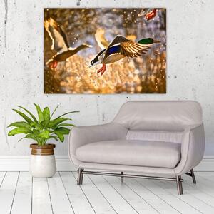 Letiaci kačice - obraz (Obraz 60x40cm)