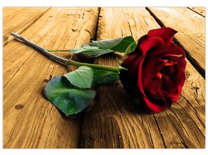 Ležiaci ruža - obraz (Obraz 60x40cm)
