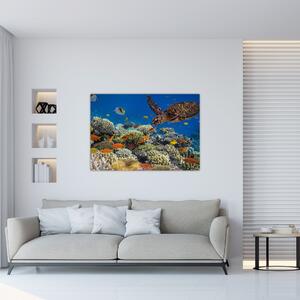 Obraz podmorského sveta (Obraz 60x40cm)