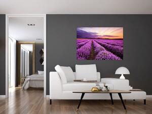 Levanduľové pole, obrazy (Obraz 60x40cm)