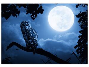Nočná príroda, obrazy (Obraz 60x40cm)