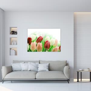 Tulipány, obraz (Obraz 60x40cm)