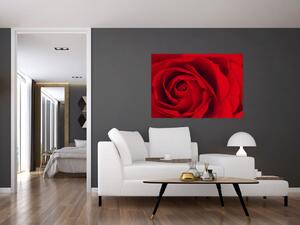 Detail červené ruže - obraz (Obraz 60x40cm)