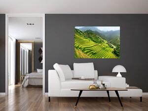 Obraz vinice (Obraz 60x40cm)
