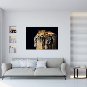 Leopard, obraz (Obraz 60x40cm)