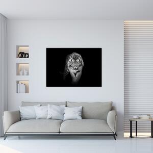 Tiger čiernobiely, obraz (Obraz 60x40cm)