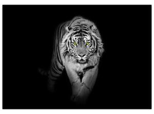 Tiger čiernobiely, obraz (Obraz 60x40cm)