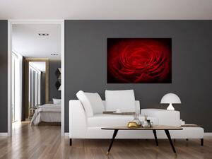 Makro ruža - obraz (Obraz 60x40cm)