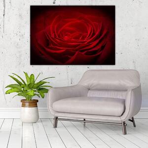 Makro ruža - obraz (Obraz 60x40cm)