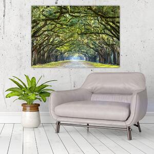 Aleje stromov - obraz (Obraz 60x40cm)