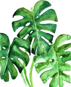 Ilustrácia Watercolor monstera leaves, Blursbyai
