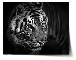 Sablio Plagát Čierno-biely tiger - 60x40 cm