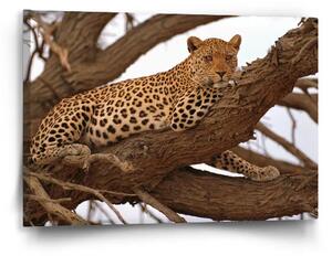 Sablio Obraz Leopard 2 - 60x40 cm