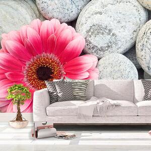 Sablio Tapeta Gerbera na kameňoch - 125x75 cm