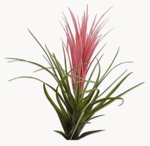 Rastlinná dekorácia Tillandsia