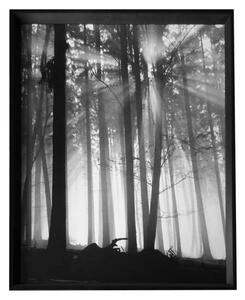 - Forest Dawn | 66.8x86.8
