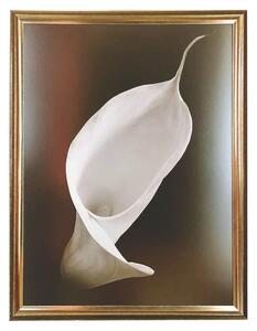 - Calla I | 67.4x87.4