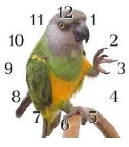 Nástenné hodiny papagáj 30x30cm XXXII - plexi