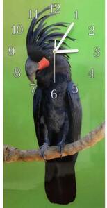 Nástenné hodiny papagáj 30x60cm III - plexi