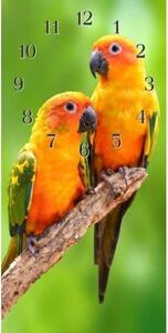 Nástenné hodiny papagáj 30x60cm XIX - plexi