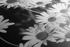 Obraz sedmokrásky na záhrade v čiernobielom prevedení
