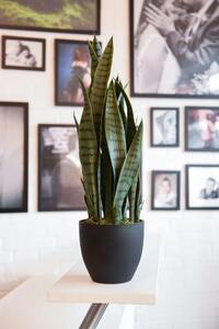 Umelá rastlina SANSI, výška 68 cm, plast, zelená