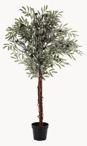 Rastlinná dekorácia v kvetináči Olive Tree