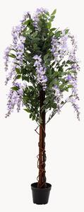 Rastlinná dekorácia v kvetináči Wisteria Tree