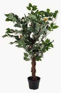 Rastlinná dekorácia v kvetináči Camellia Tree