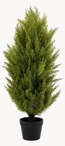 Rastlinná dekorácia v kvetináči Cypress Bush