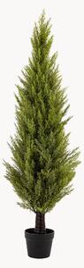 Rastlinná dekorácia v kvetináči Cypress Bush
